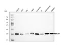 Anti-RPL29 Antibody Picoband®