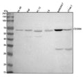Anti-CD300A Antibody Picoband®