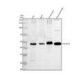 Anti-TMPRSS4 Antibody Picoband®