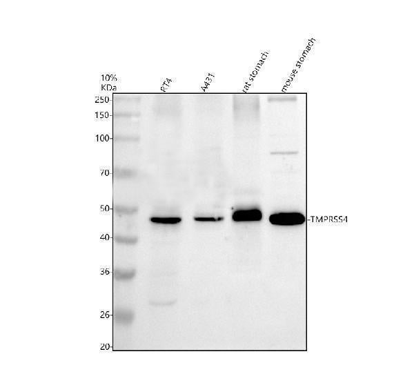 Anti-TMPRSS4 Antibody Picoband®