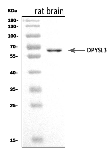 Anti-CRMP4/Dpysl3 Antibody Picoband®