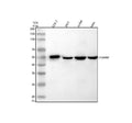 Anti-STAMBP Antibody Picoband®