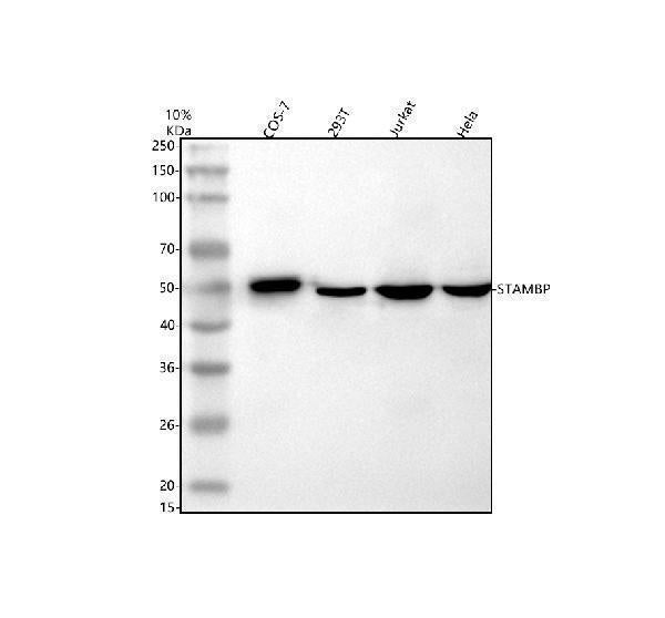 Anti-STAMBP Antibody Picoband®