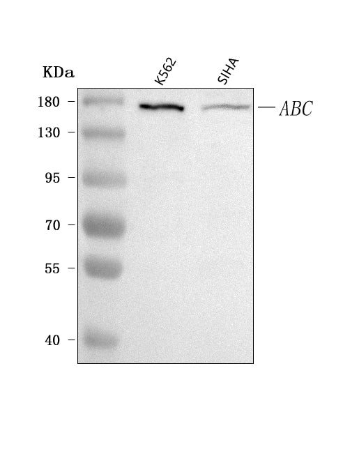 Anti-CEP164 Antibody Picoband®