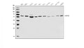 Anti-PFKFB2 Antibody Picoband®