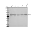 Anti-HAPLN1 Antibody Picoband®