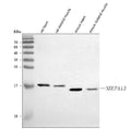 Anti-GRIM19/NDUFA13 Antibody Picoband®