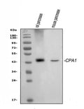 Anti-Carboxypeptidase A/CPA1 Antibody Picoband®