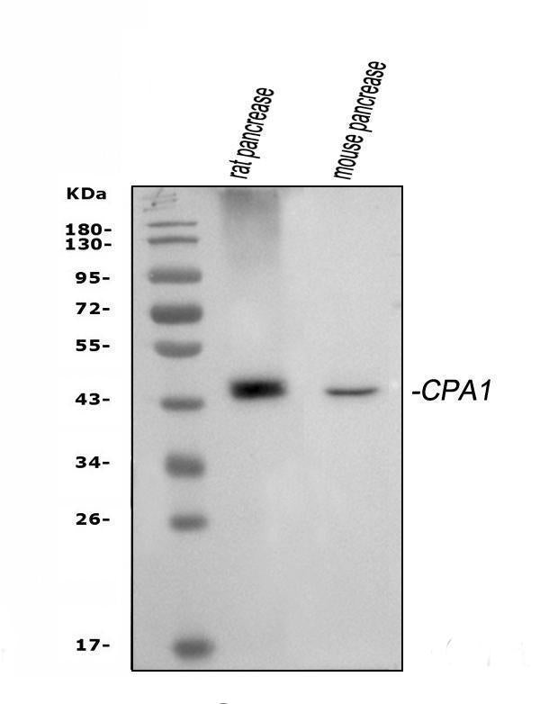 Anti-Carboxypeptidase A/CPA1 Antibody Picoband®