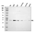 Anti-Dexras1/RASD1 Antibody Picoband®
