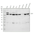 Anti-TAF6 Antibody Picoband®