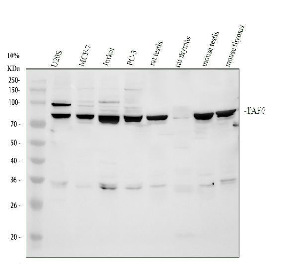 Anti-TAF6 Antibody Picoband®