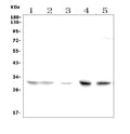 Anti-Slc25a1 Picoband® Antibody