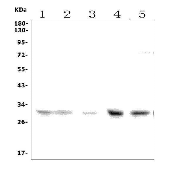 Anti-Slc25a1 Picoband® Antibody