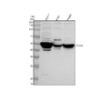 Anti-POLG2 Antibody Picoband®
