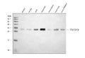 Anti-4-1BBL/Tnfsf9 Antibody Picoband®
