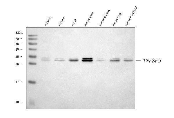 Anti-4-1BBL/Tnfsf9 Antibody Picoband®