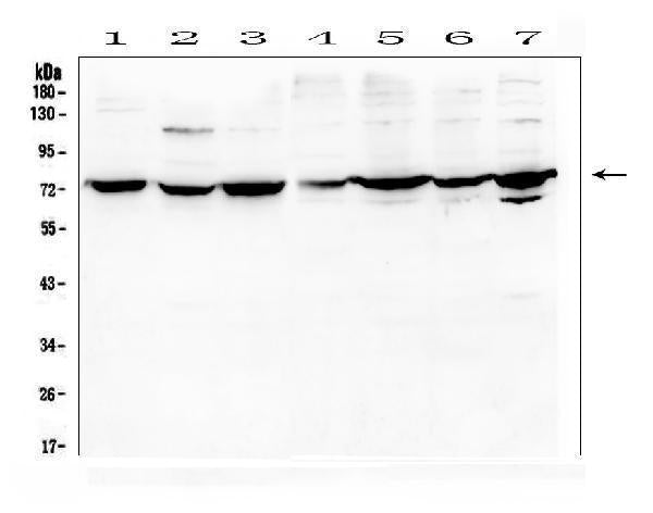 Anti-DARS2 Antibody Picoband®