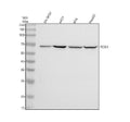 Anti-TOX3 Antibody Picoband®