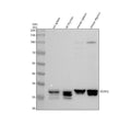Anti-DUSP2 Antibody Picoband®