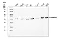 Anti-Geminin/GMNN Antibody Picoband®