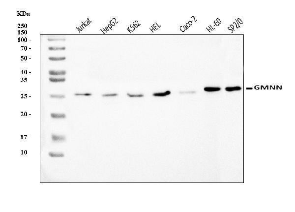 Anti-Geminin/GMNN Antibody Picoband®