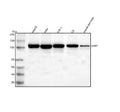 Anti-GART Antibody Picoband®
