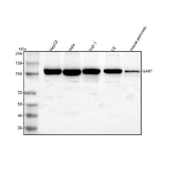 Anti-GART Antibody Picoband®