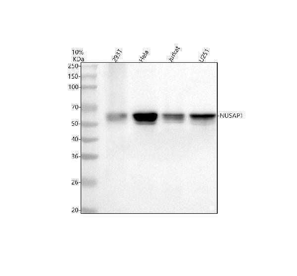 Anti-NUSAP1 Antibody Picoband®
