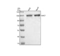 Anti-SMG7 Antibody Picoband®