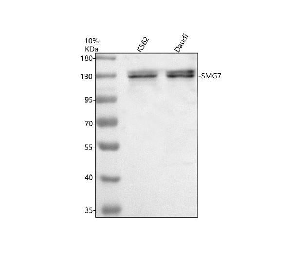 Anti-SMG7 Antibody Picoband®