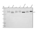 Anti-SYCP1 Antibody Picoband®
