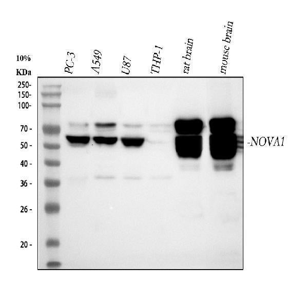 Anti-Nova1 Antibody Picoband®