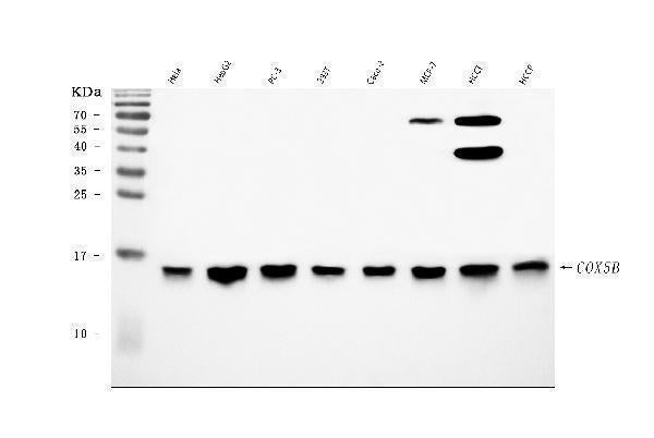 Anti-COX5B Antibody Picoband®