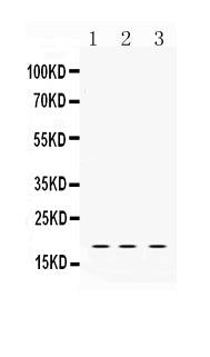 Anti-LMO1 Antibody Picoband®