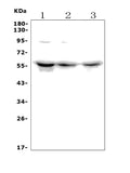 Anti-PCTAIRE1/CDK16 Antibody Picoband®
