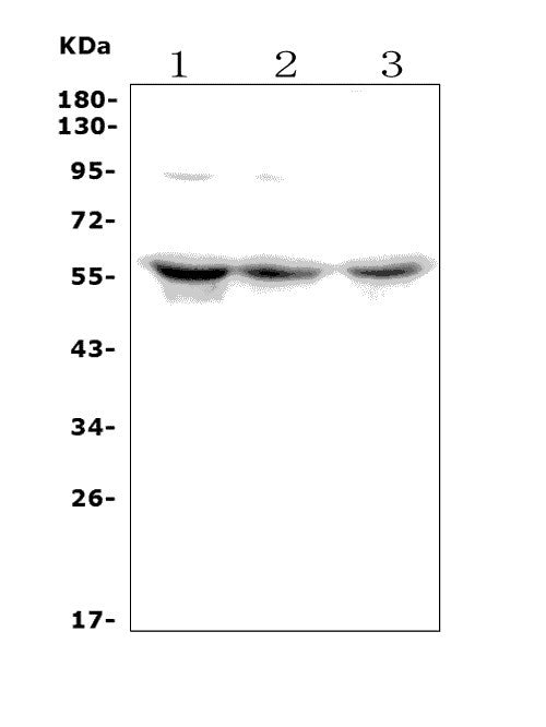 Anti-PCTAIRE1/CDK16 Antibody Picoband®