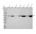 Anti-GFRA2 Antibody Picoband®