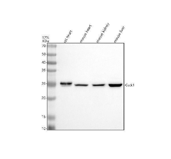 Anti-GSTK1 Antibody Picoband®