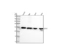 Anti-GSTK1 Antibody Picoband®
