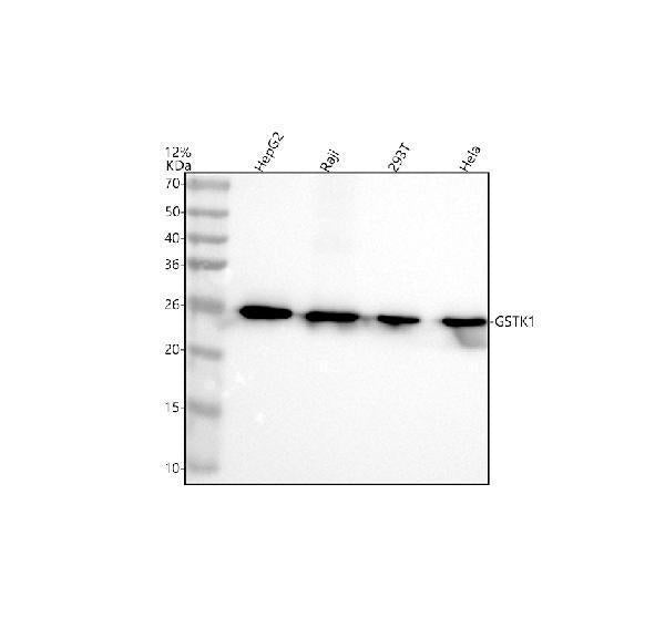 Anti-GSTK1 Antibody Picoband®