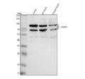 Anti-ASH2L Antibody Picoband®
