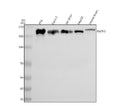 Anti-RAPH1 Antibody Picoband®