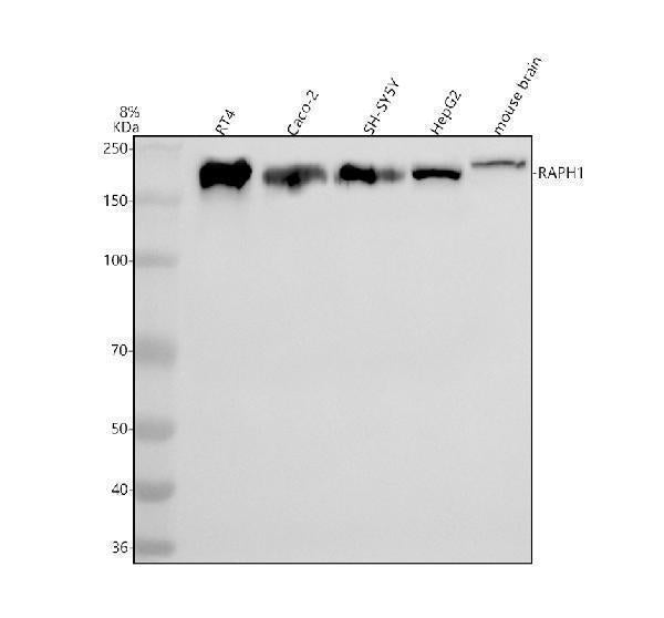 Anti-RAPH1 Antibody Picoband®