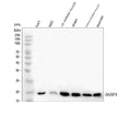 Anti-DUSP3 Picoband® Antibody