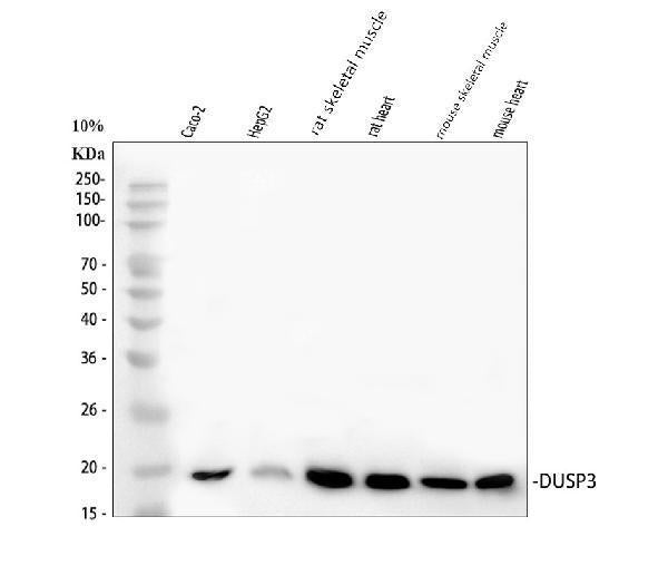 Anti-DUSP3 Picoband® Antibody