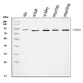 Anti-CPEB4 Antibody Picoband®