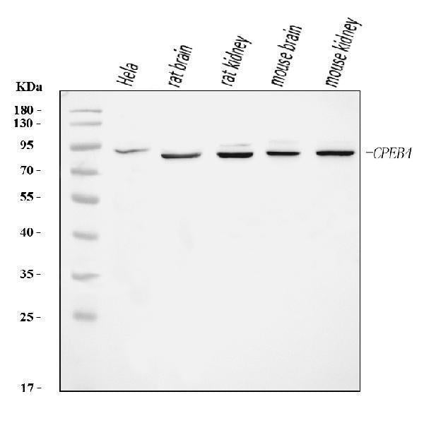 Anti-CPEB4 Antibody Picoband®