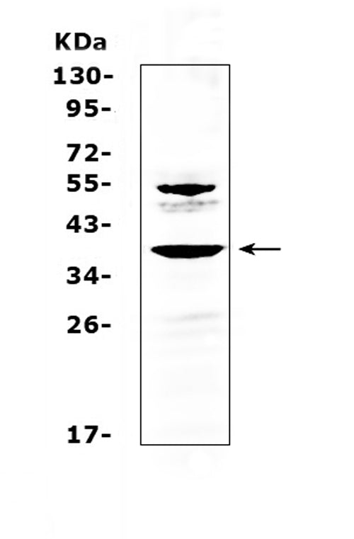 Anti-AMD1 Antibody Picoband®