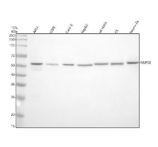 Anti-NUP50 Antibody Picoband®